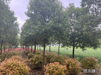 15公分大叶女贞