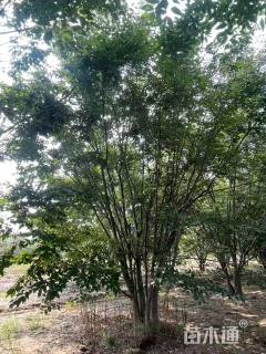 40公分丛生榉树