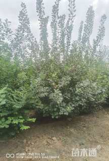 高度500厘米丛生黄栌