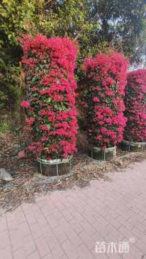 高度300厘米三角梅