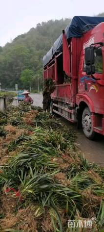 30厘米阔叶麦冬