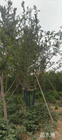 85公分丛生朴树