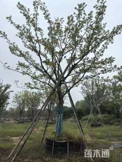 18公分朴树