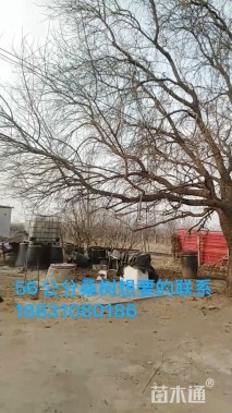 56公分桑树
