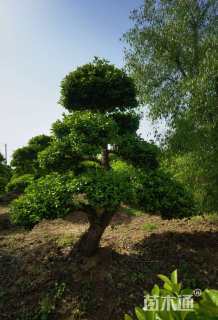 25公分造型卫矛