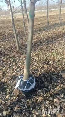 30公分美国红枫