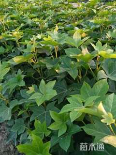 高度30厘米熊掌木小苗