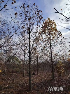 15公分杂交马褂木