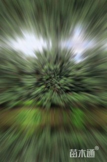 35公分(3杆)丛生杨梅