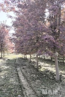 12公分美国红枫-秋火焰