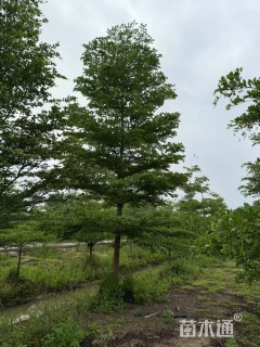 10公分小叶榄仁