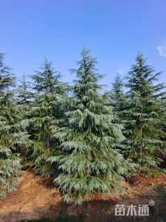 高度900厘米雪松