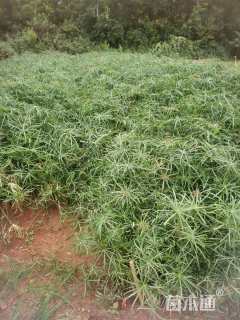 高度40厘米旱伞草