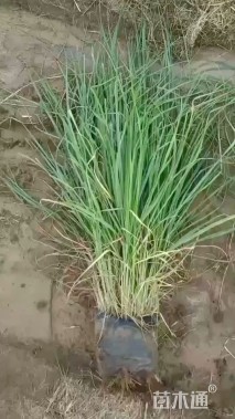 高度100厘米拂子茅