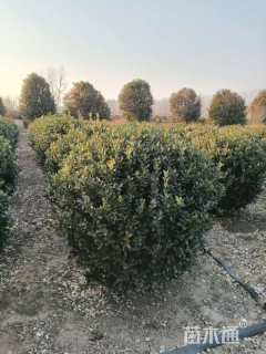 冠幅300厘米冬青球