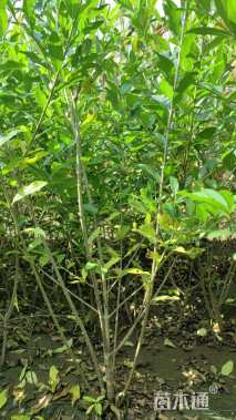 高度6090厘米水蜡