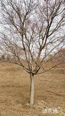 12公分日本红枫