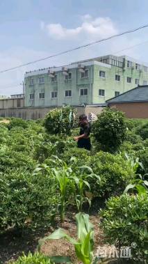 冠幅120厘米海桐球