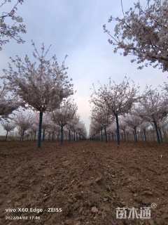 18公分高杆染井吉野樱