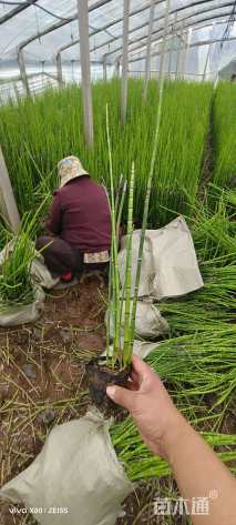 高度60厘米木贼