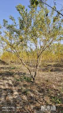 高度400厘米丛生金枝槐