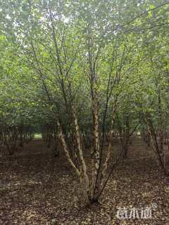 12公分欧洲白桦