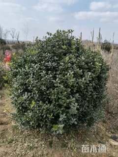 冠幅300厘米大叶黄杨球