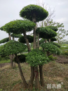 12公分造型对节白蜡