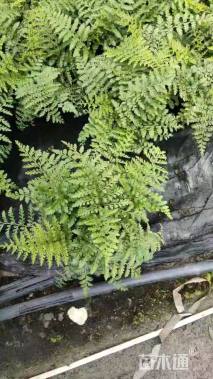 高度23厘米吉姆蕨