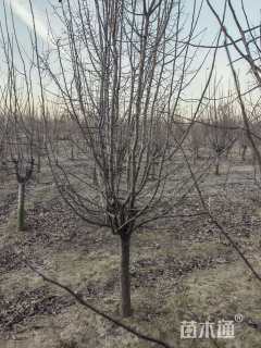 12公分垂丝海棠