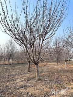 10公分日本晚樱