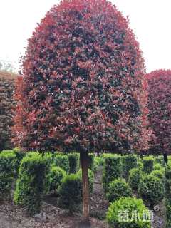 15公分红叶石楠
