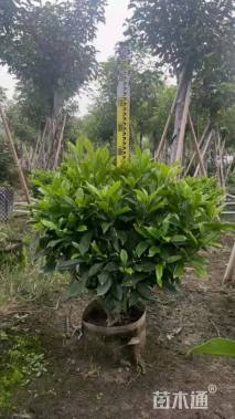 高度80厘米非洲茉莉球