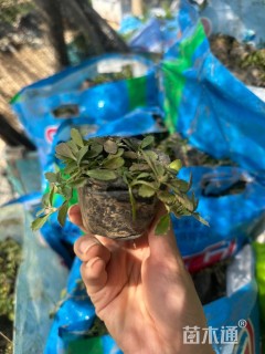 高度5厘米姬岩垂草