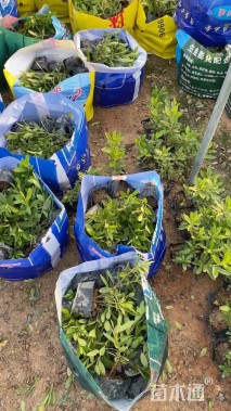 高度25厘米莲子草