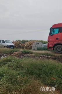 精品板蓝根杯苗