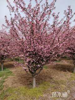 18公分垂丝海棠
