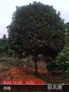14公分丹桂