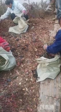 30厘米小叶扶芳藤