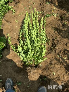 高度50厘米胶东卫矛