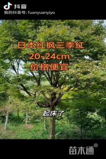 20公分日本红枫
