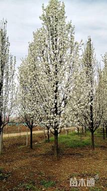 10公分彩叶豆梨