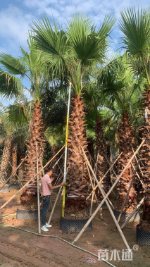 裸干高300厘米华盛顿棕榈