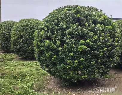 冠幅220厘米大叶黄杨球