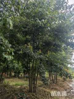 高度650厘米丛生三角枫