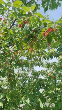 高度3000厘米大樱桃