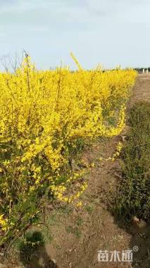 高度65厘米连翘