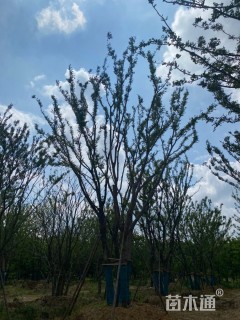 15公分(4杆)丛生朴树