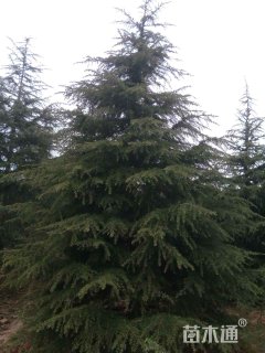 高度1000厘米雪松