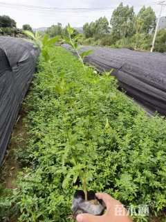 高度40厘米月季